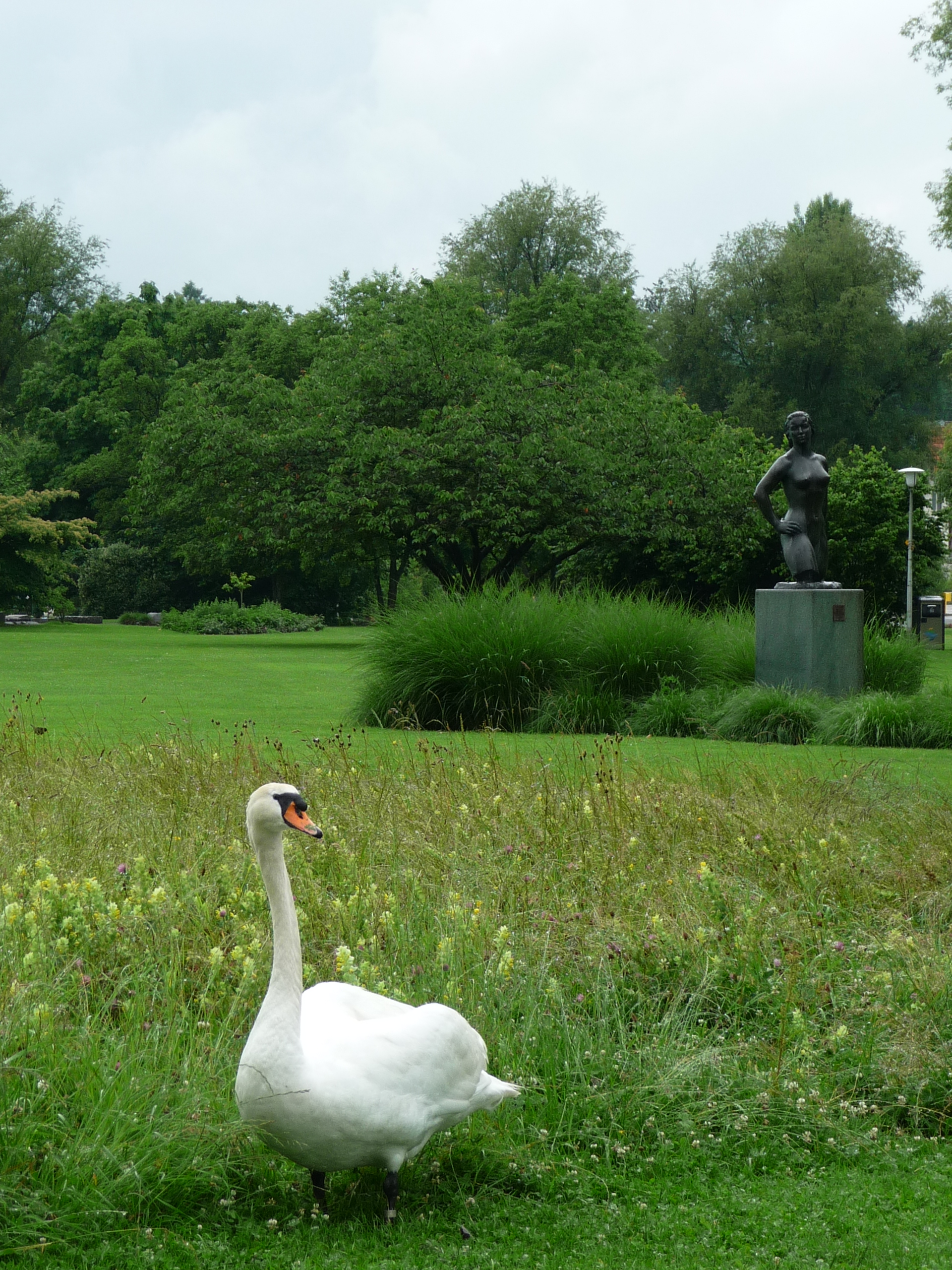 Schwan auf der Wiese